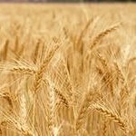 Пшеница 3-го класса из Казахстана