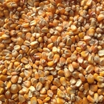 кукуруза кормовая из Казахстана
