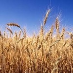Пшеница 3,  4,  5 класса из Казахстана