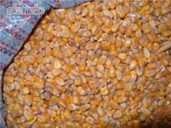 кукуруза кормовая из Казахстана 2