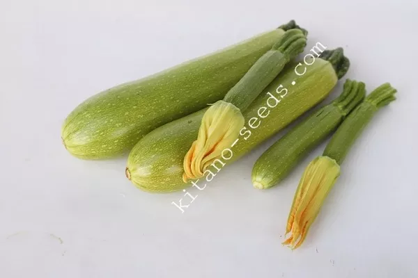Семена кабачка KS 3714 F1 2